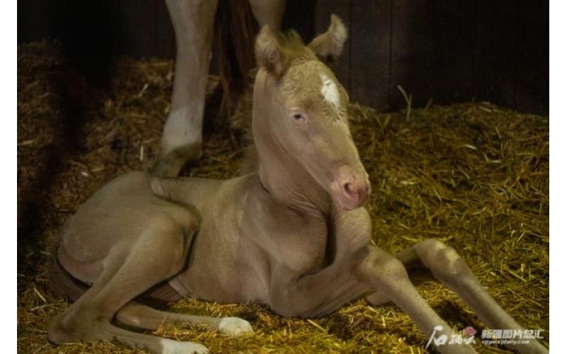 萌萌噠！小汗血馬在烏魯木齊“趕趟兒”出生